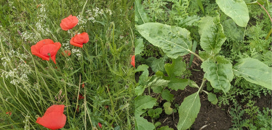 🌸 Es blüht – die Wiesen erwachen zum Leben!