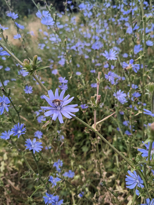 🌼 Sommerabende voller Leben – Unsere Wiese leuchtet ✨
